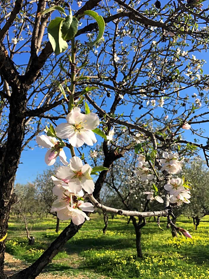 Alludo Aparthotel b&b