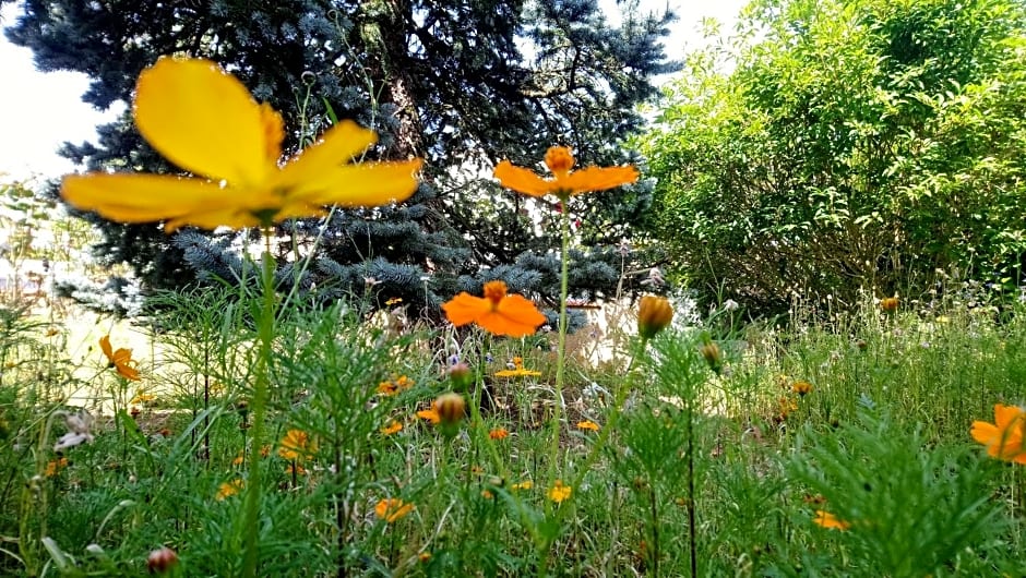 Fleurs de Cosmos