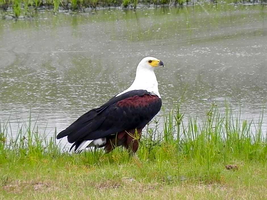 Klaserie Drift Misava