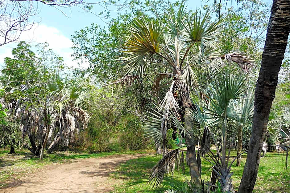 Isinkwe Bush Camp