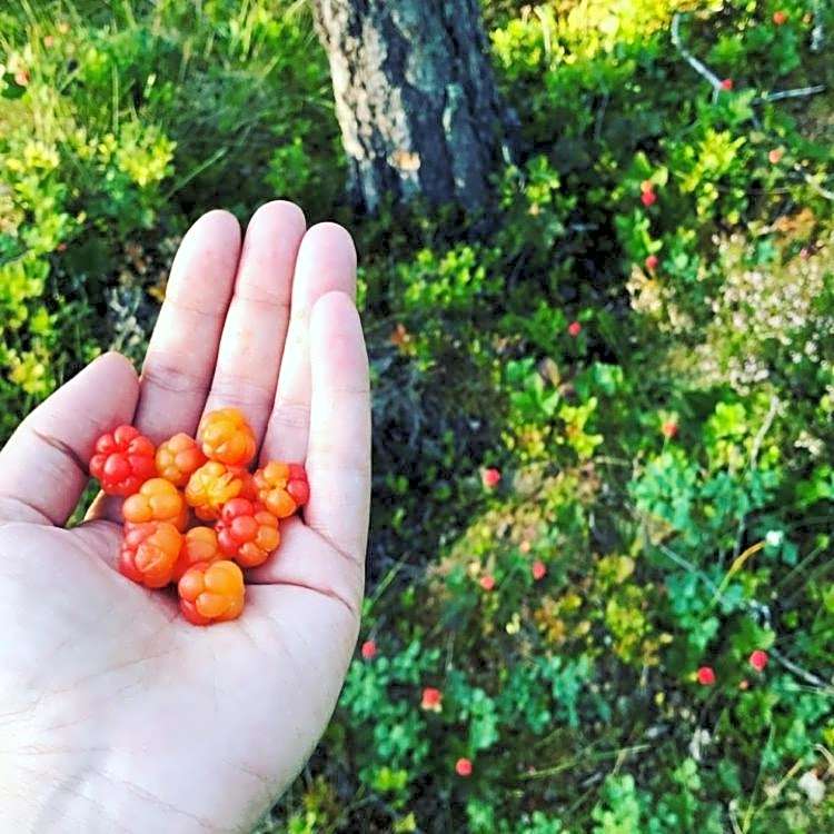 Sälens Högfjällshotell