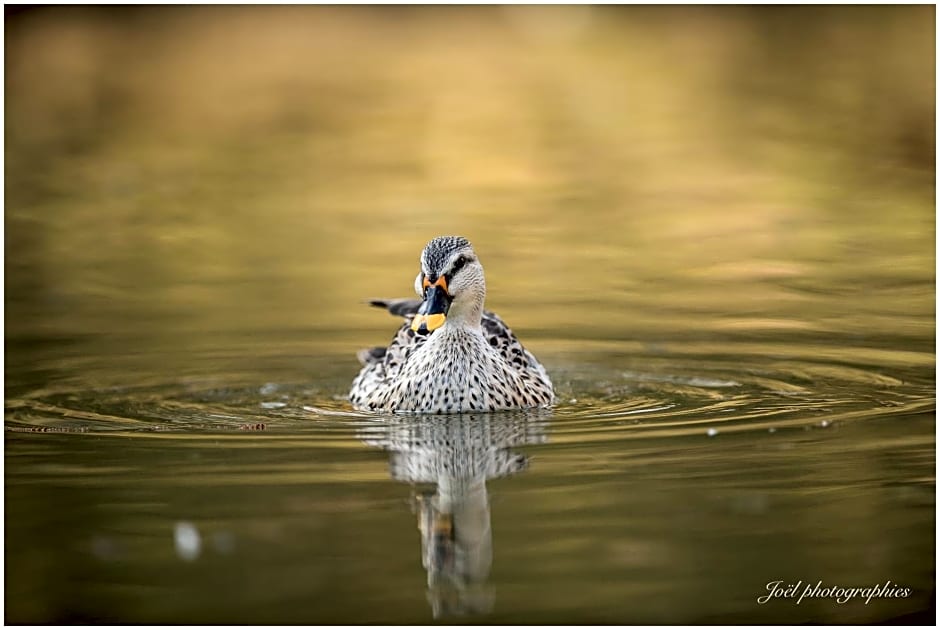 Chambre d'hôtes du Moulin de Landonvillers