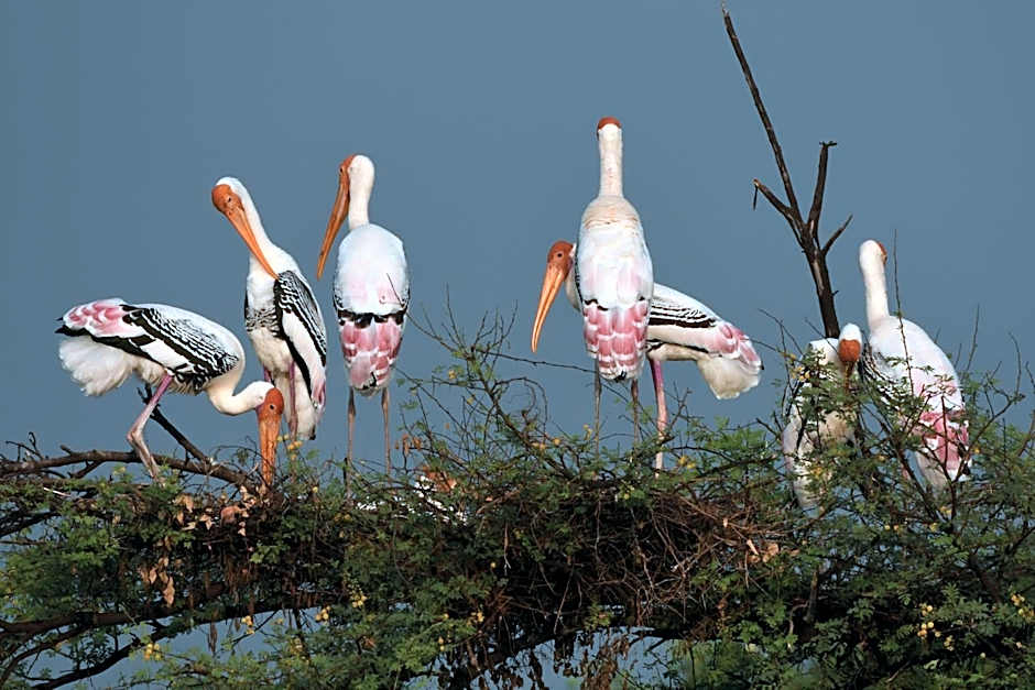The Birder's Inn