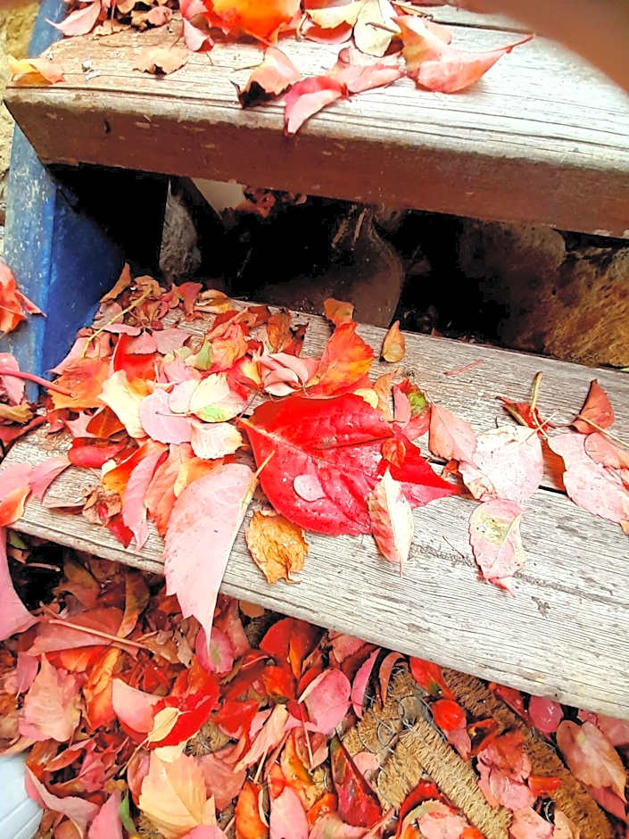 Ble Mavi - Studio for 2