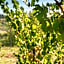 Agriturismo Il Casolare Di Bucciano