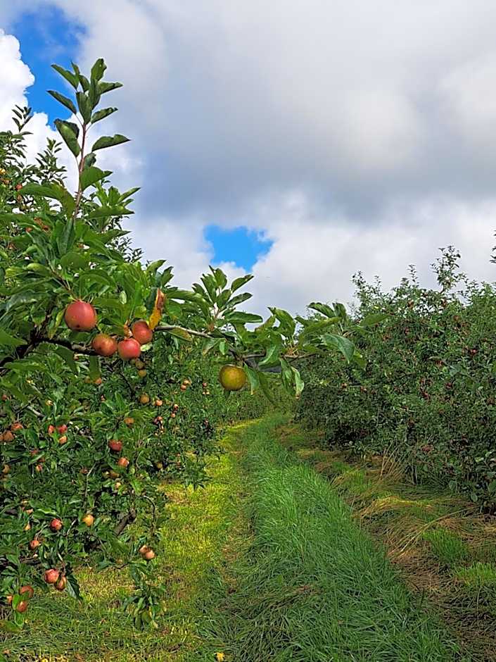 Pousada Chales Aconchego Serrano