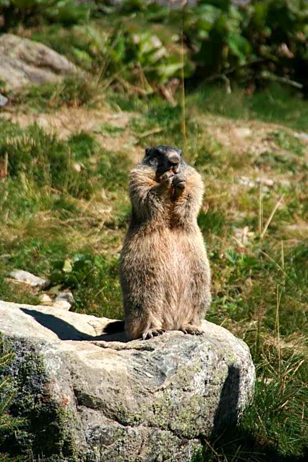 Appartement Sunnleitn