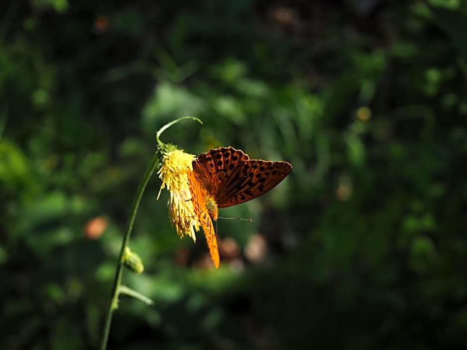 Appartamenti Camere Masi Brenta