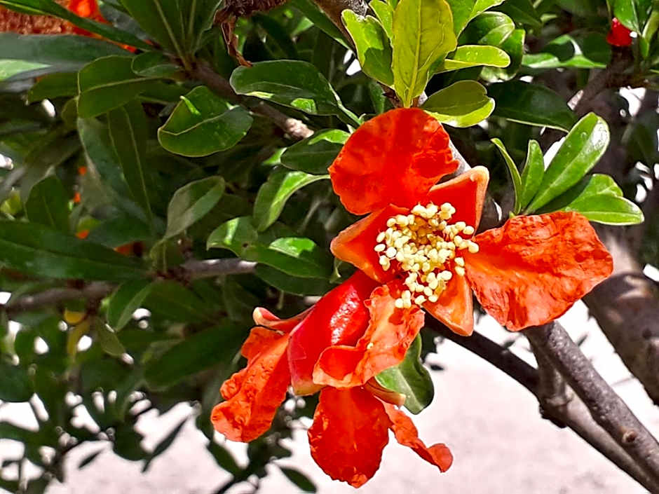 Residence Spadalunga