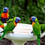 Amaroo Rainforest Resort