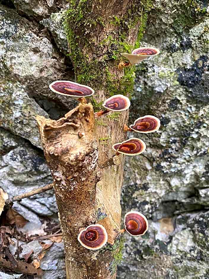Khao Sok River & Jungle Bungalow