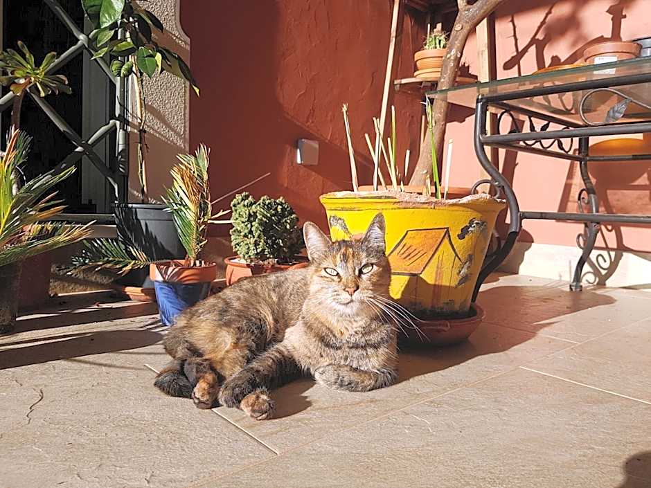 Gato Preto de Silves - Adults Only