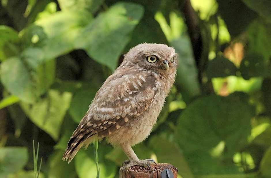 Hotel Hof van 's Gravenmoer