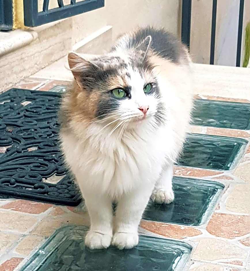 Appartamento per Turisti Mesovia