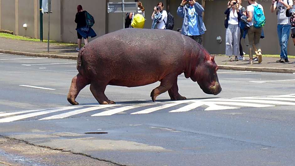 Ndiza Lodge and Cabanas