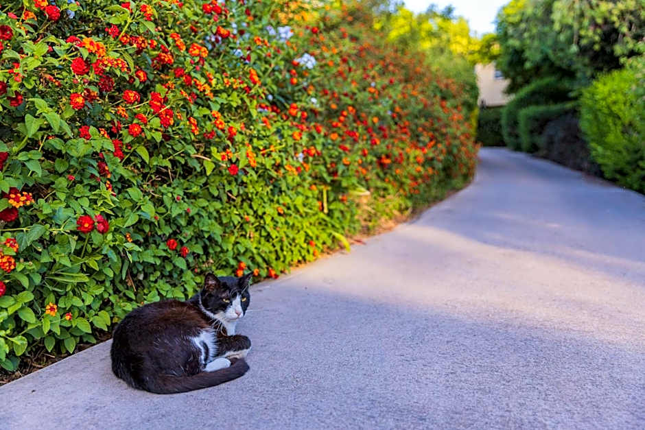 Nofey Gonen Holiday Village