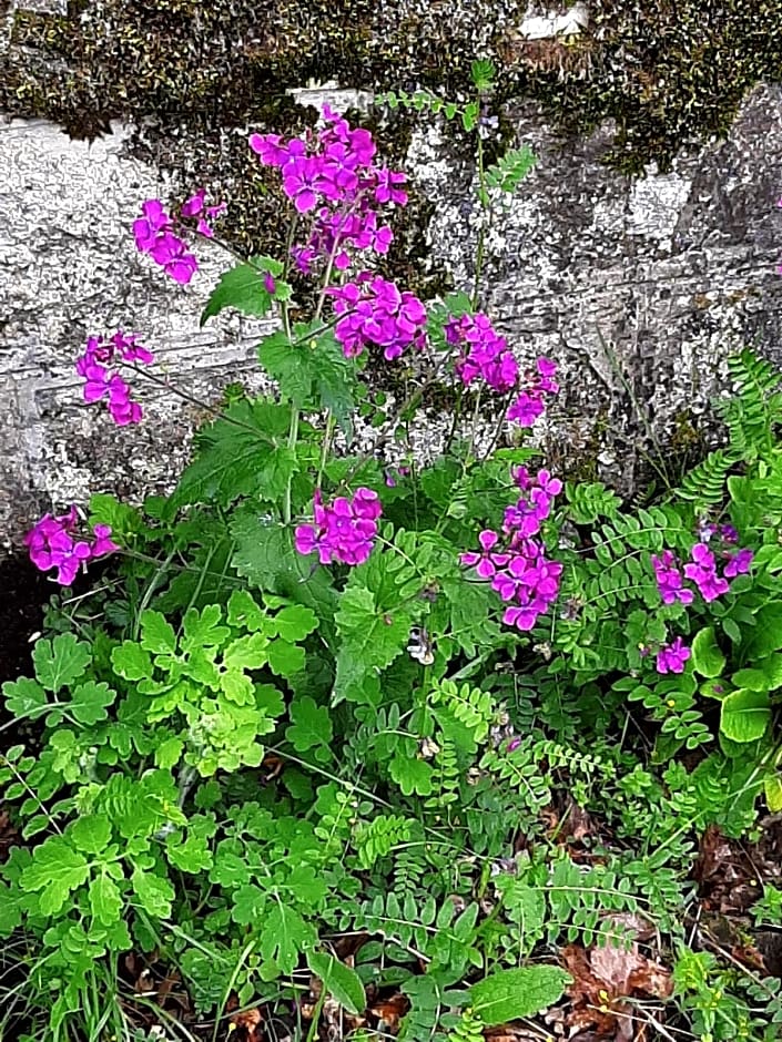 Chateau Sourliavoux, appartement en chambres d'hôtes