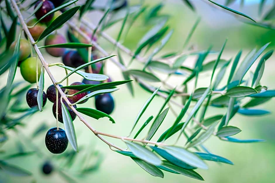 Le Rêve Boutique Hôtel