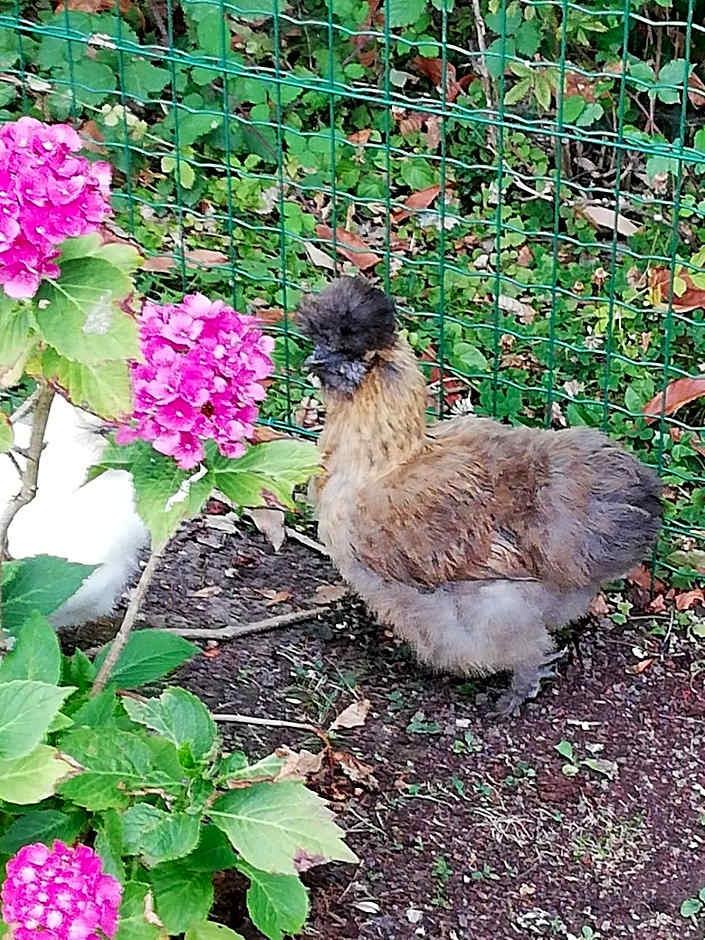 Manoir des Lions de Tourgéville