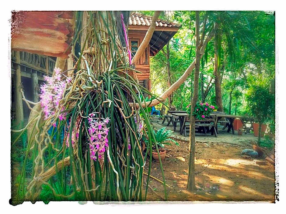 Baanmai Phaipa House