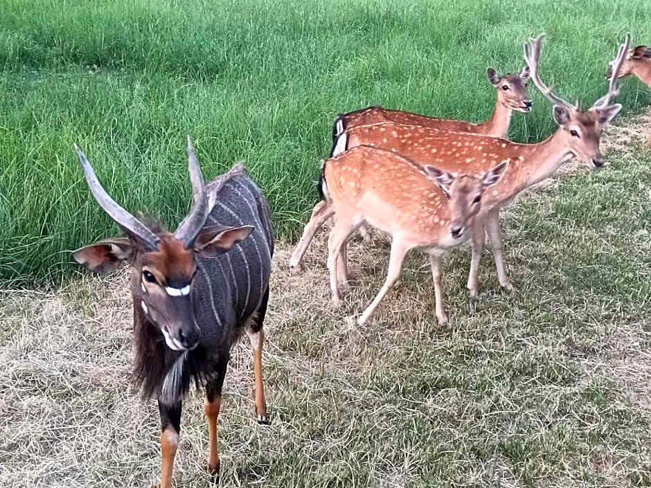 Airport Bird & Game Lodge
