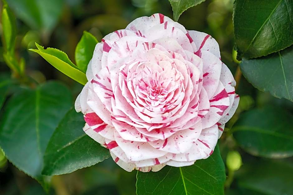 Villa Ferrari, Le Betulle