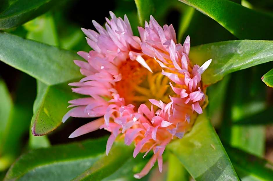 Gourikwa Coastal Nature Reserve