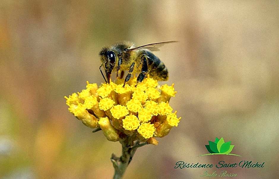 Résidence Saint Michel