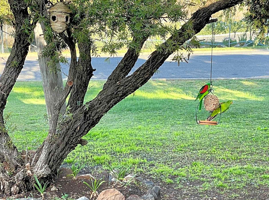 Quirindi Sunflower Motor Inn