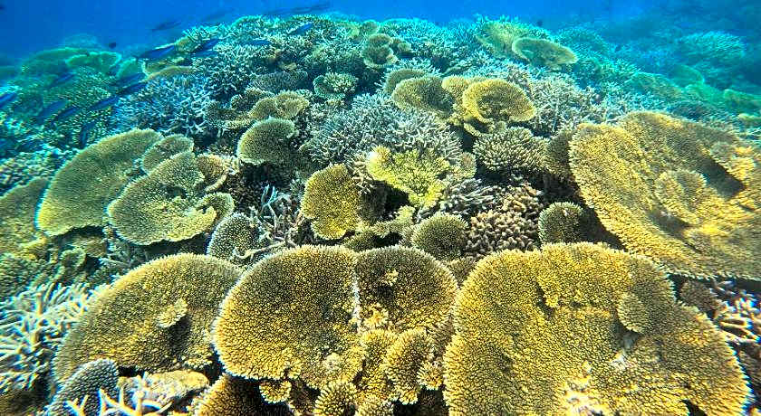 Raalhufonu  Maldives