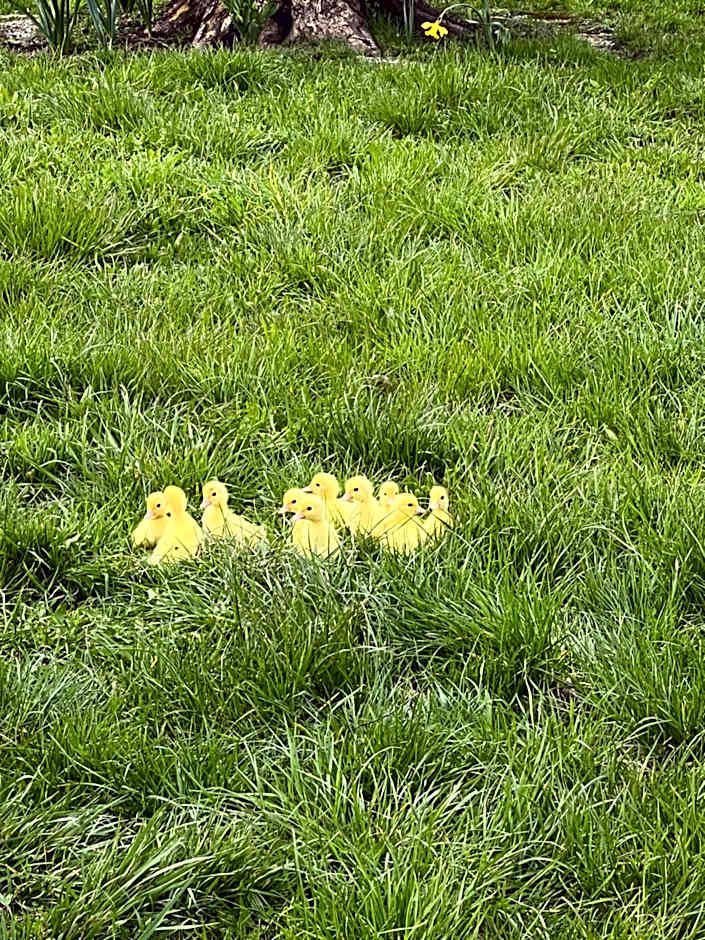 Hotel Hirsch Fluorn Schwarzwald