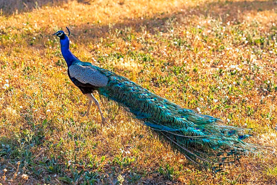 Nofey Gonen Holiday Village