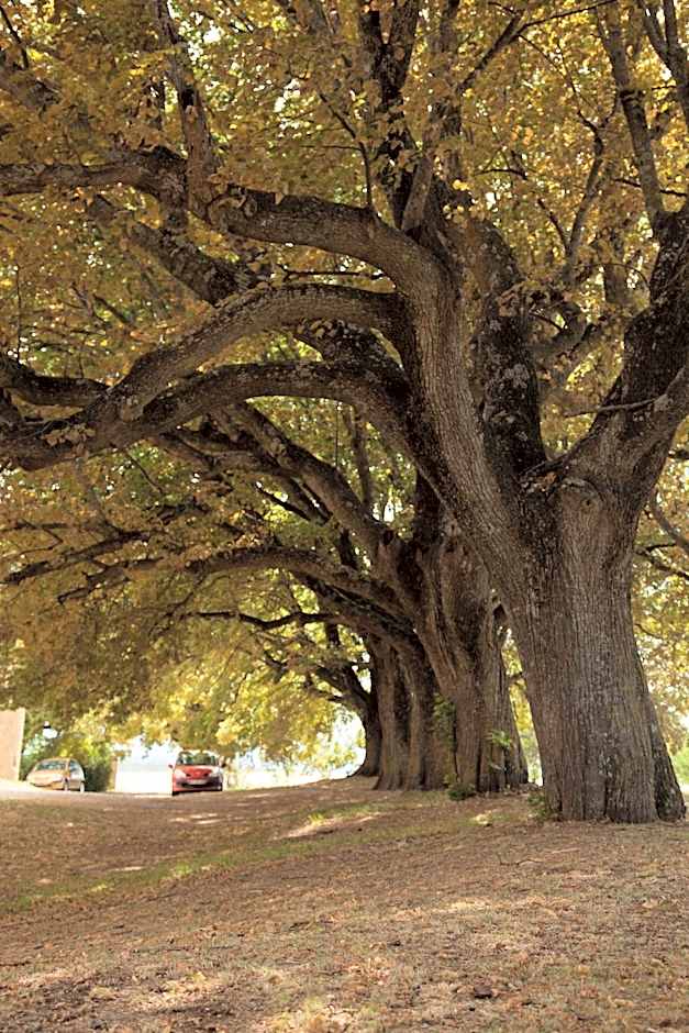 Château de la Gabelle Férrassières