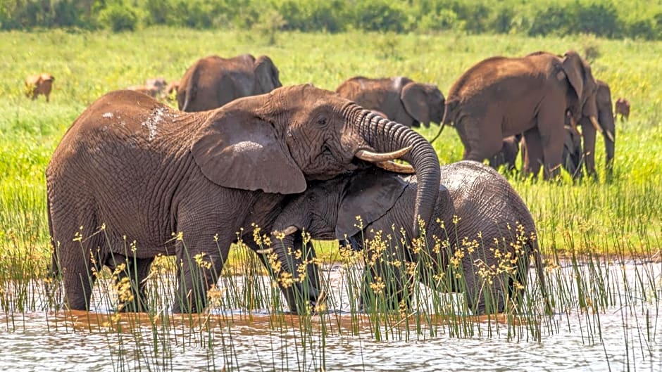 AfriCamps at White Elephant Safaris