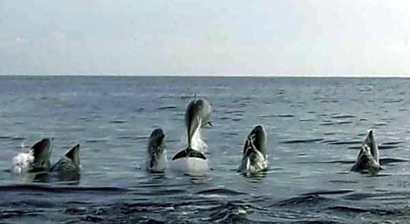 Aneka Lovina Villas & Spa