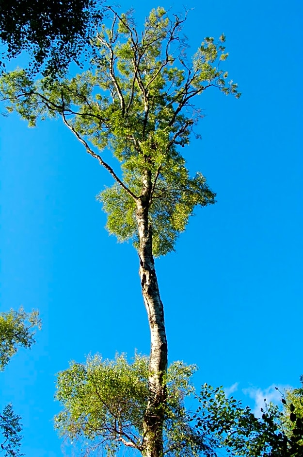 Luxury woodland Oak Lodge