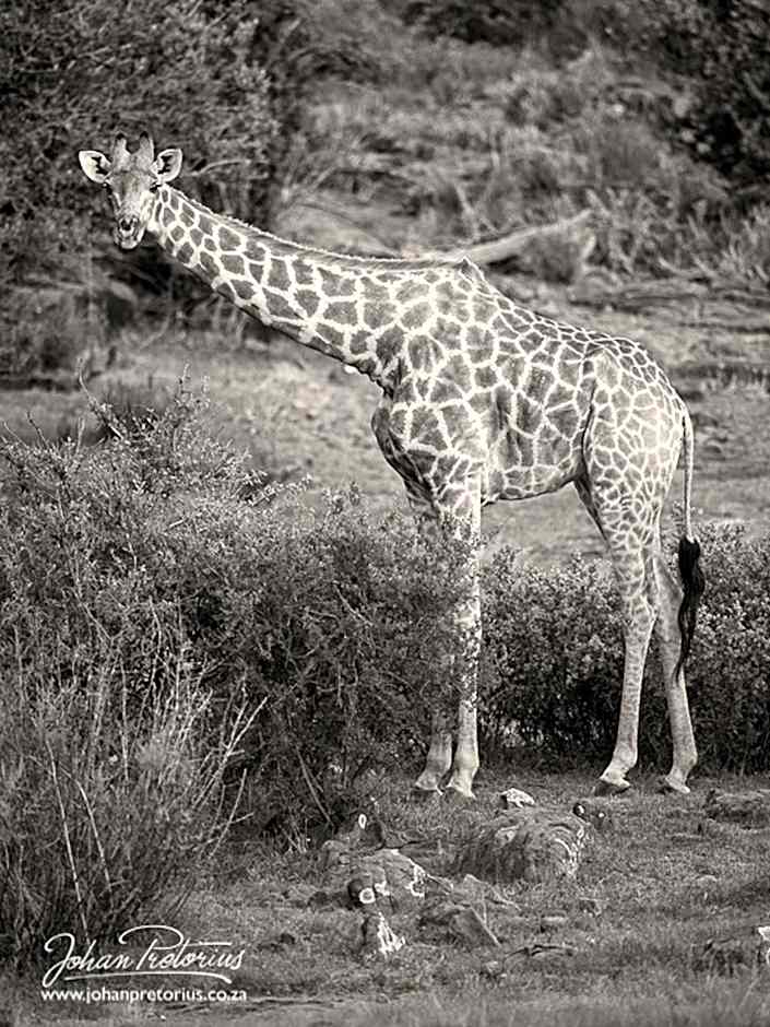 The Royal Fischer Hotel