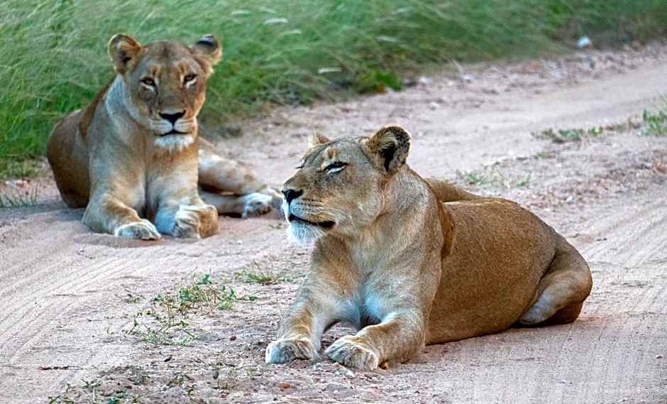 Baluleni Safari Lodge