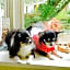 Mt Fuji Cat&Dog&Spa pension Blue Poppy