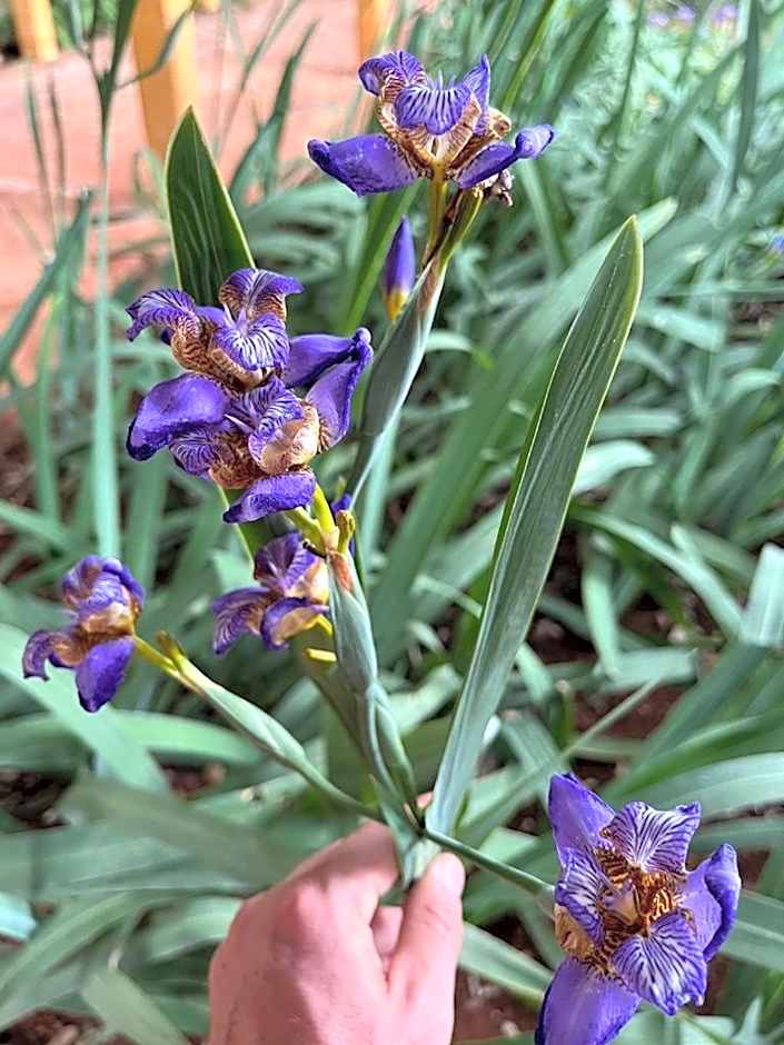 Pousada do Lago Dutra