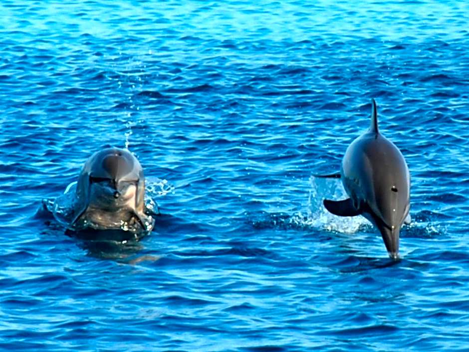 Summer Villa Guest House at Maafushi