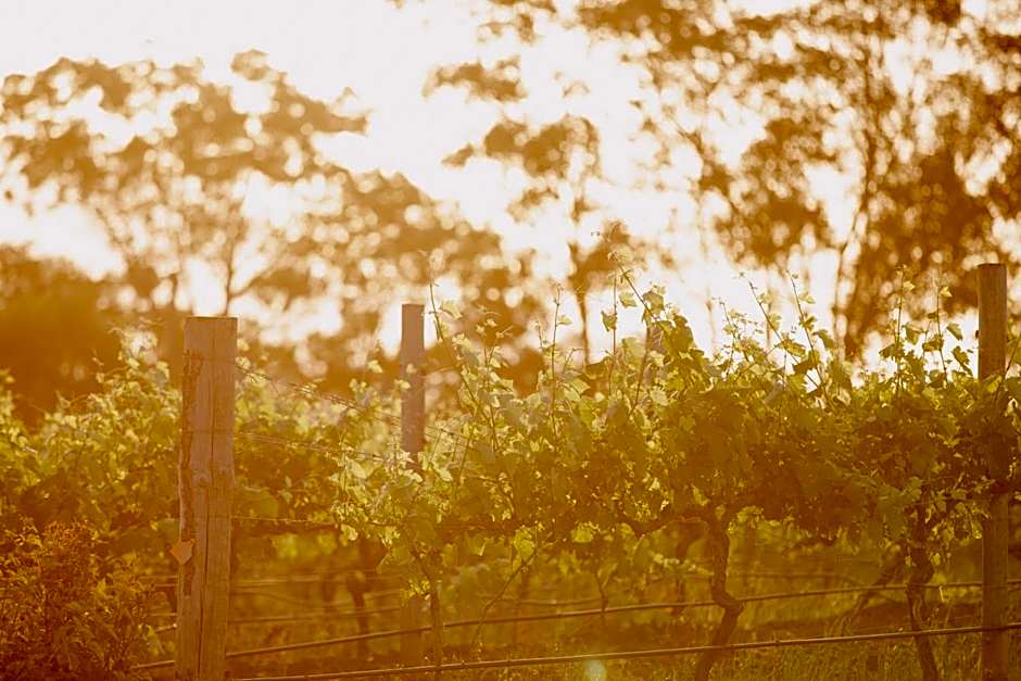 Bimbadgen Estate Vineyard