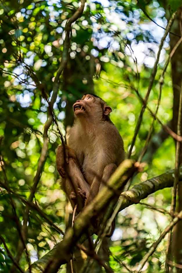 Asim Paris Guesthouse & jungle trekking