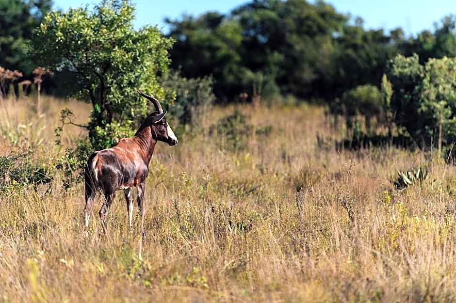 Thaba Eco Hotel