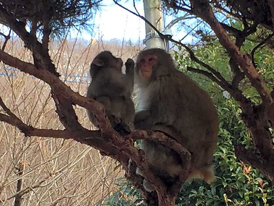 kinugawaonsen Fukumatsu