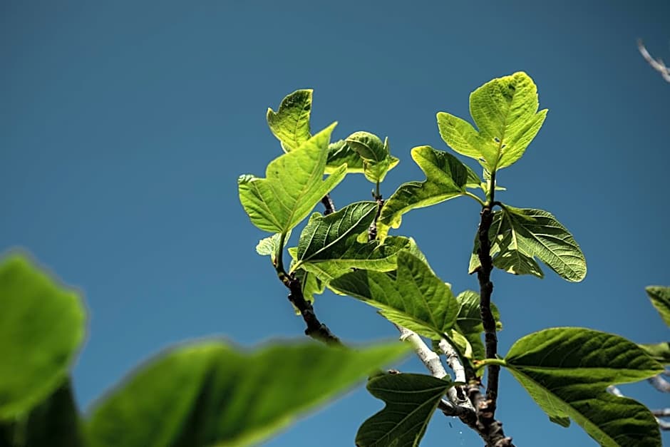 Binissaida Boutique Hotel