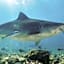 Tiger shark Residence 