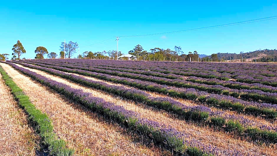 Charles Reuben Estate