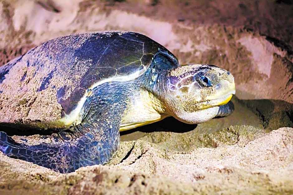 Hotel Boutique Punta Jamaica