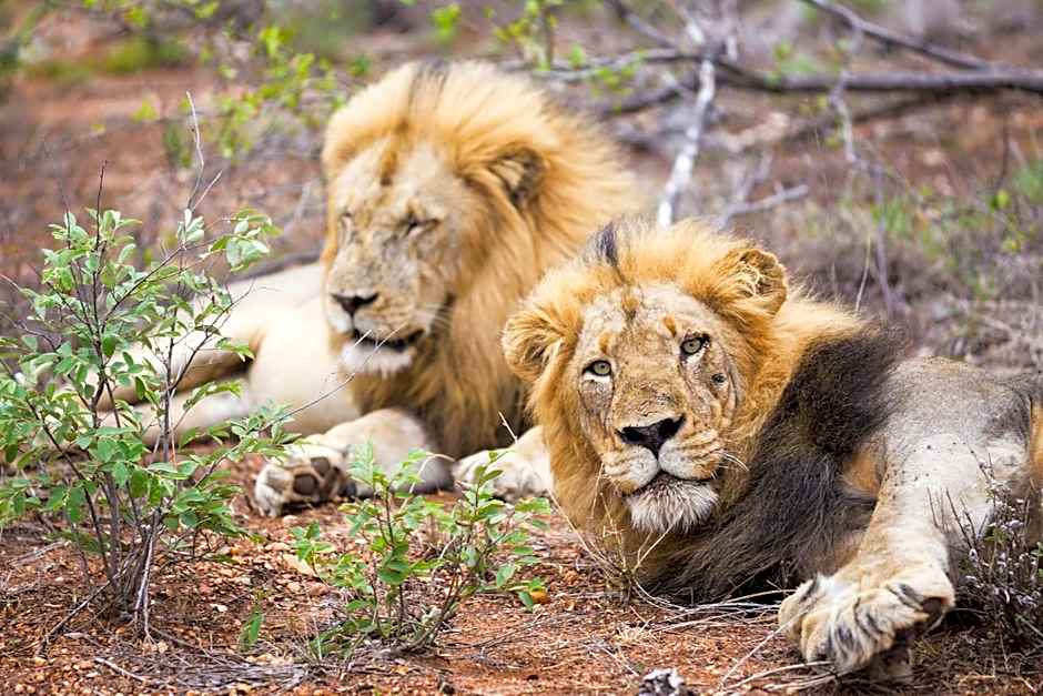 Klaserie Drift Misava